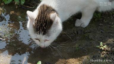 春天一只流浪猫喝雨水狸花猫